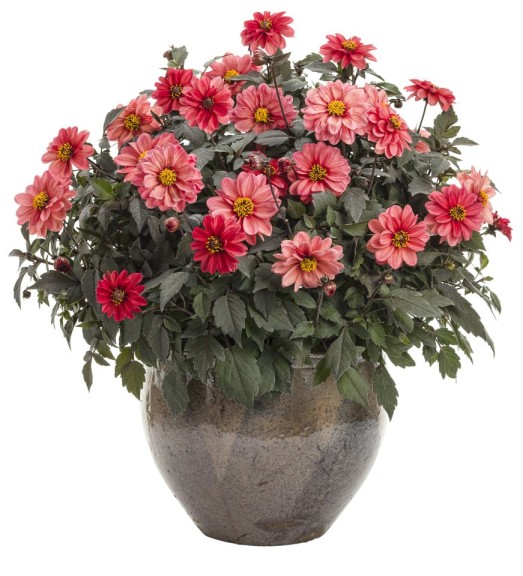 Dahlia Dahlightful Series (Proven Winners)