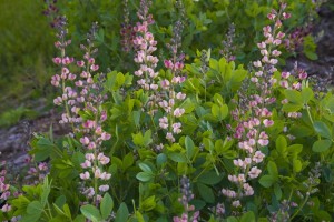 Baptisia ‘Decadence Pink Truffles’ (Proven Winners)