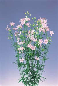 Delphinium Planet Series (Sakata Ornamentals)