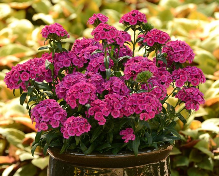 Dianthus 'Jolt Pink' from PanAmerican Seed (2015 Massachusetts Horticultural Society Field Trials)