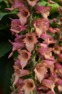 Digitalis Foxlight Series [Darwin Perennials]