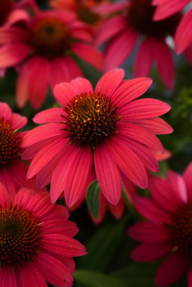 Echinacea 'Sombrero Baja Burgundy' (Darwin Perennials)