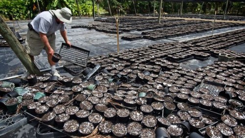 Florida Nurseries Ask For Disaster Relief Following Recent Flooding