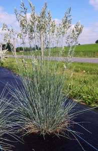 Festuca 'Cool as Ice' (Emerald Coast Growers)