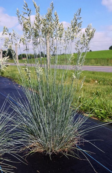 Festuca 'Cool as Ice' (Emerald Coast Growers)