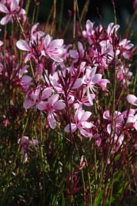 Gaura 'Lillipop Blush' (Emerald Coast Growers)