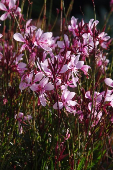 Gaura 'Lillipop Blush' (Emerald Coast Growers)