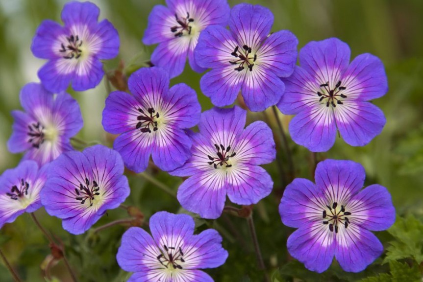 Geranium wallichianum 'Rise and Shine' (Emerald Coast Growers)