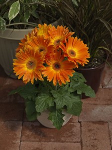 Gerbera 'Majorette Tropical Sunset' (Sakata)
