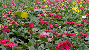 Michigan State Offers Free Download Of Bulletin Covering Biocontrol Agents For Greenhouse Pests