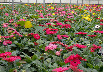 Michigan State Offers Free Download Of Bulletin Covering Biocontrol Agents For Greenhouse Pests