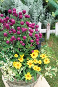 Gomphrena PingPong Purple Mix (Sakata)