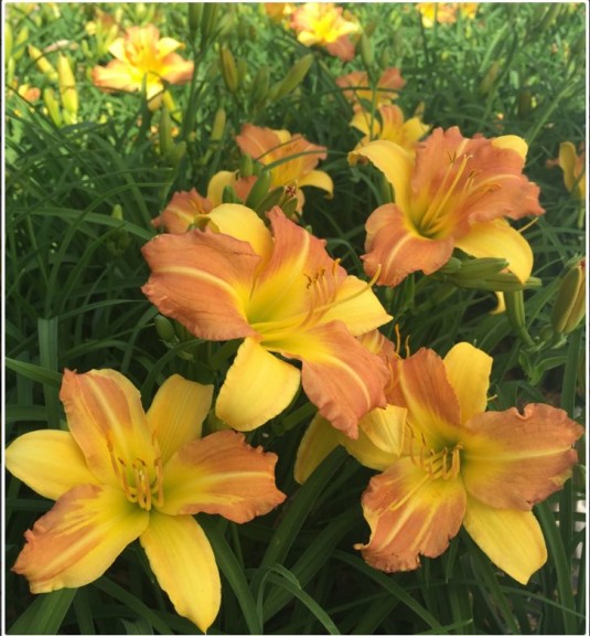 Hemerocallis EveryDayLily Violet Ivory Daylily (Monrovia)