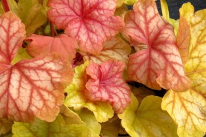 Heuchera 'Champagne' (Terra Nova Nurseries)