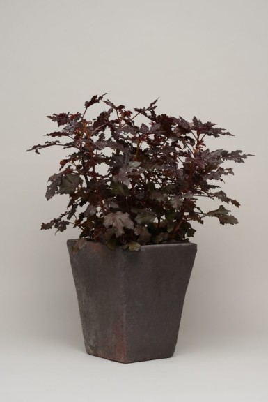 Hibiscus 'Little Zin' (Ball FloraPlant)