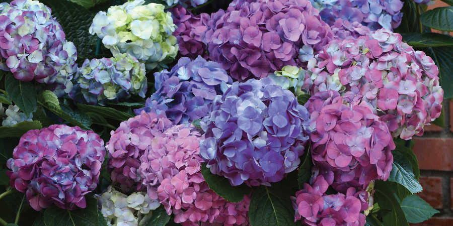 Hydrangea L.A. Dreamin' (Star Roses And Plants)