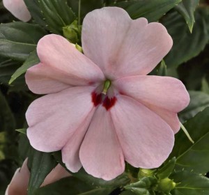 Impatiens ‘SunPatiens Spreading’ (Sakata Ornamentals)