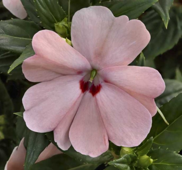 Impatiens ‘SunPatiens Spreading’ (Sakata Ornamentals)