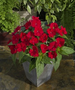 Impatiens 'SunPatiens Compact Fire Red' (Sakata)