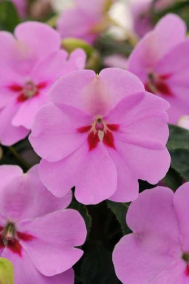 Interspecific Impatiens ‘Bounce Lilac’ (Selecta)