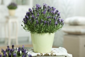 Lavender 'Bandera Purple' (Kieft Seed)