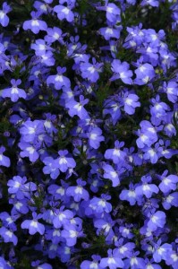 Lobelia ‘Early Springs Sky Blue Lobelia’ (Ball FloraPlant)