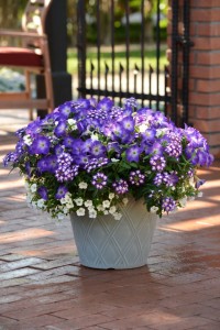 MixMasters Combo Series [Ball FloraPlant]