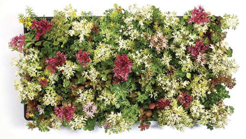 Growing Succulents Never Goes Out Of Style, Here’s Why
