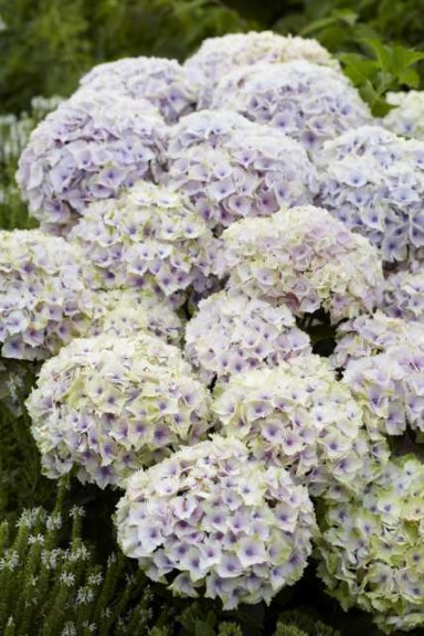 Hydrangea Everlasting Series (Plants Nouveau)