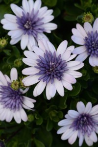 Osteospermum 4D Series [Selecta]