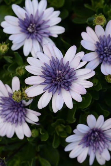 Osteospermum 4D Series [Selecta]