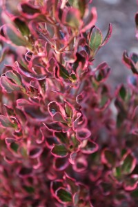 Coprosma repens 'Pacific Sunrise' (Anthonay Tesselaar)