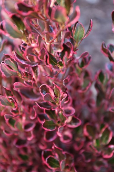 Coprosma repens 'Pacific Sunrise' (Anthonay Tesselaar)