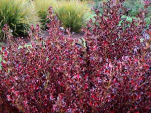 Coprosma repens 'Pacific Sunset' (Anthony Tesselaar)