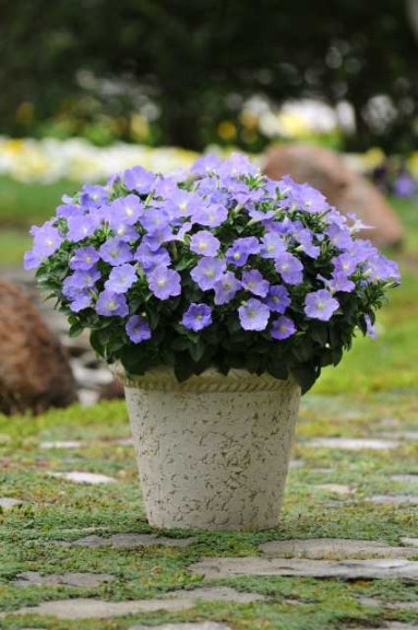 Petunia ‘Headliner Sky Blue’ (Selecta)