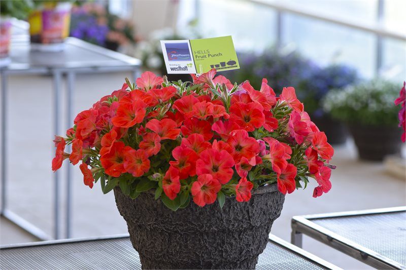 Petunia 'Hells Fruit Punch' (Westhoff)