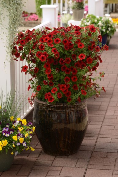 Petunia 'Tidal Wave Red Velour' (PanAmerican Seed)