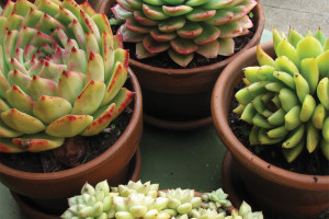 Succulent Trends