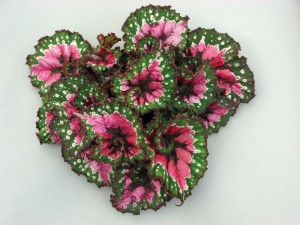 Rex Begonia 'Paso Doble' (D.S. Cole Growers)