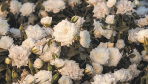 Rose 'White Drift' (Star Roses & Plants)