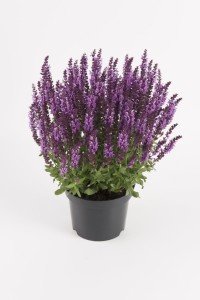 Salvia nemorosa 'Sensation Purple Rose' (Florensis)