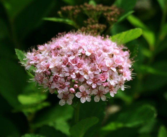 Spirea 'First Editions Pink Sparkler' (Bailey Nurseries)
