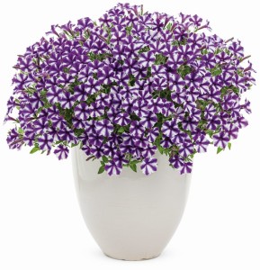 Supertunia Violet Star Charm (Four Star)