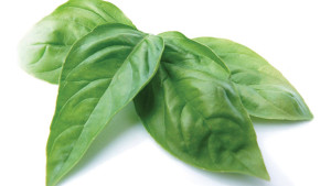 Increase Planting Densities To Increase Hydroponic Basil Yields