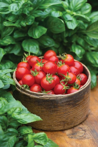 Tomato 'Baby Boomer' (Burpee Home Gardens)