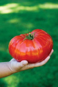 Tomato 'SteakHouse' (Burpee Home Gardens)