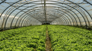 Vestaron’s Spear Bioinsecticide No Longer Carries Bee Toxicity Warning