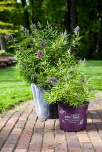 Vitex 'First Editions Blue Puffball' (Bailey Nurseries)