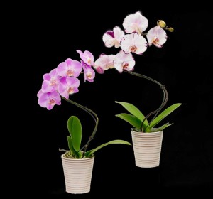 Tropical And Indoor Foliage Plant Trends