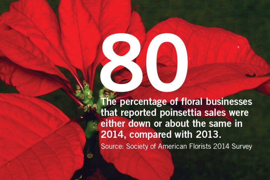 Pity The Poor Poinsettia